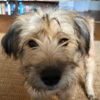 Bo